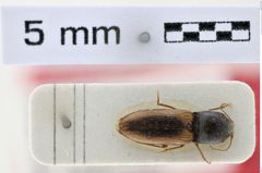 Foto (Dorsalansicht) von Dicronychus buettikeri (Platia & Schimmel, 1997) (NHMW-ZOO-COL-0006831)